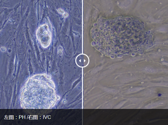 1633658533133097.png CKX53倒置顯微鏡 (1).png