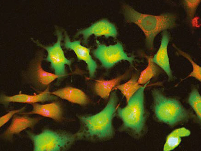 1633658587510959.jpg CKX53倒置顯微鏡 (6).jpg