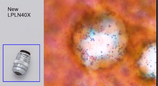 BX43手動顯微鏡系統 (2).png